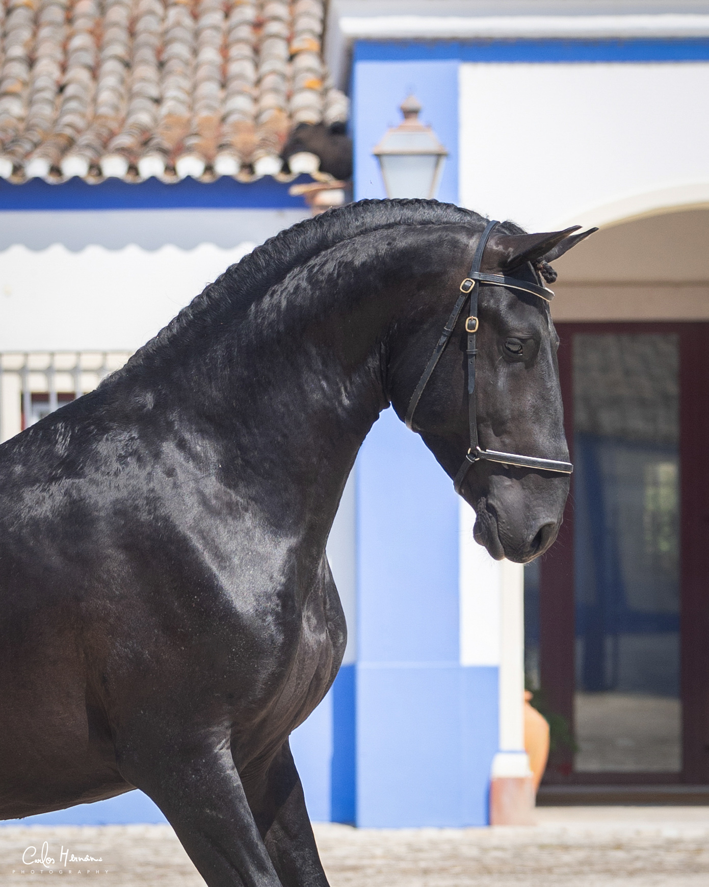 Coudelaria