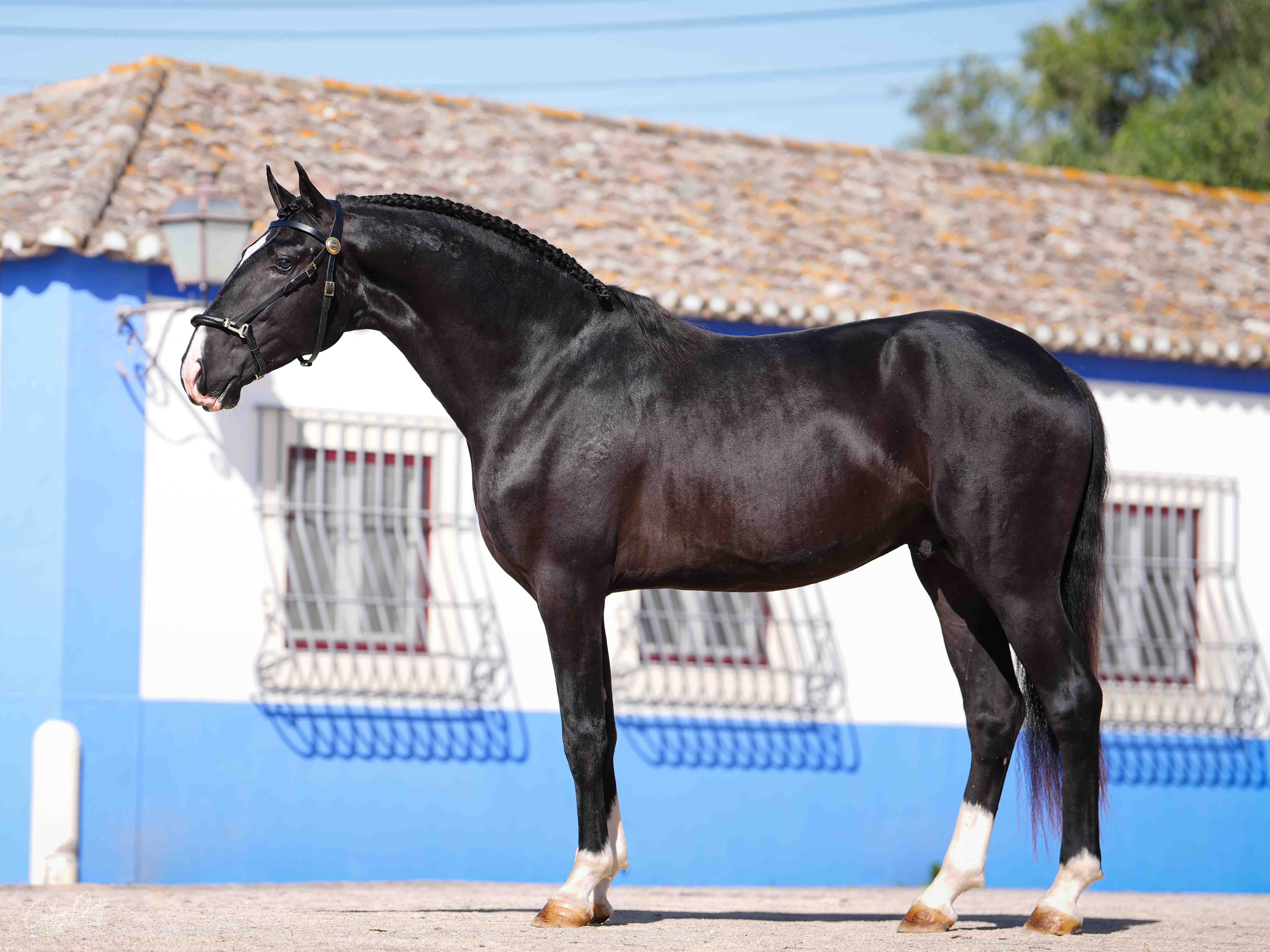 Coudelaria