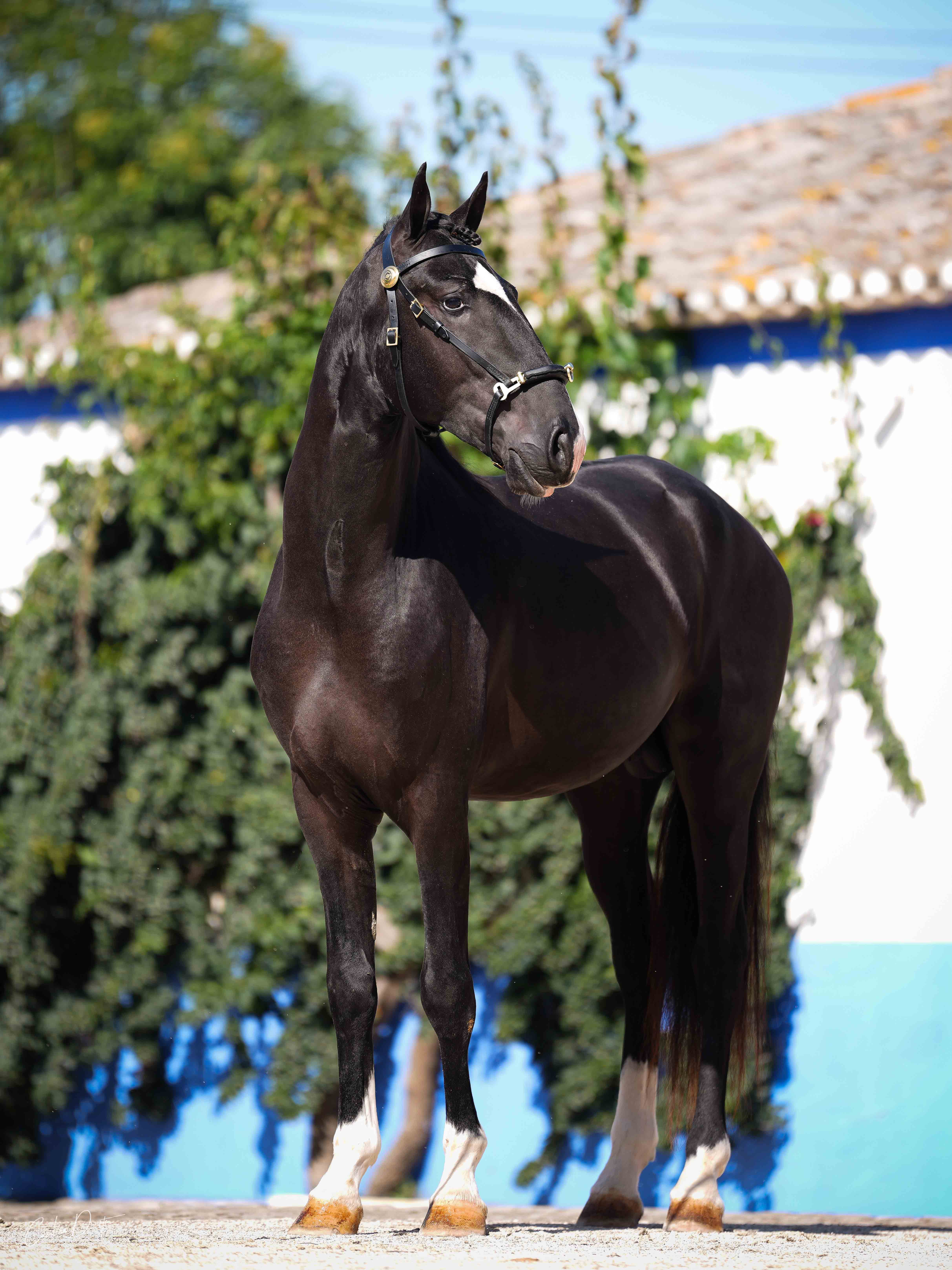 Coudelaria
