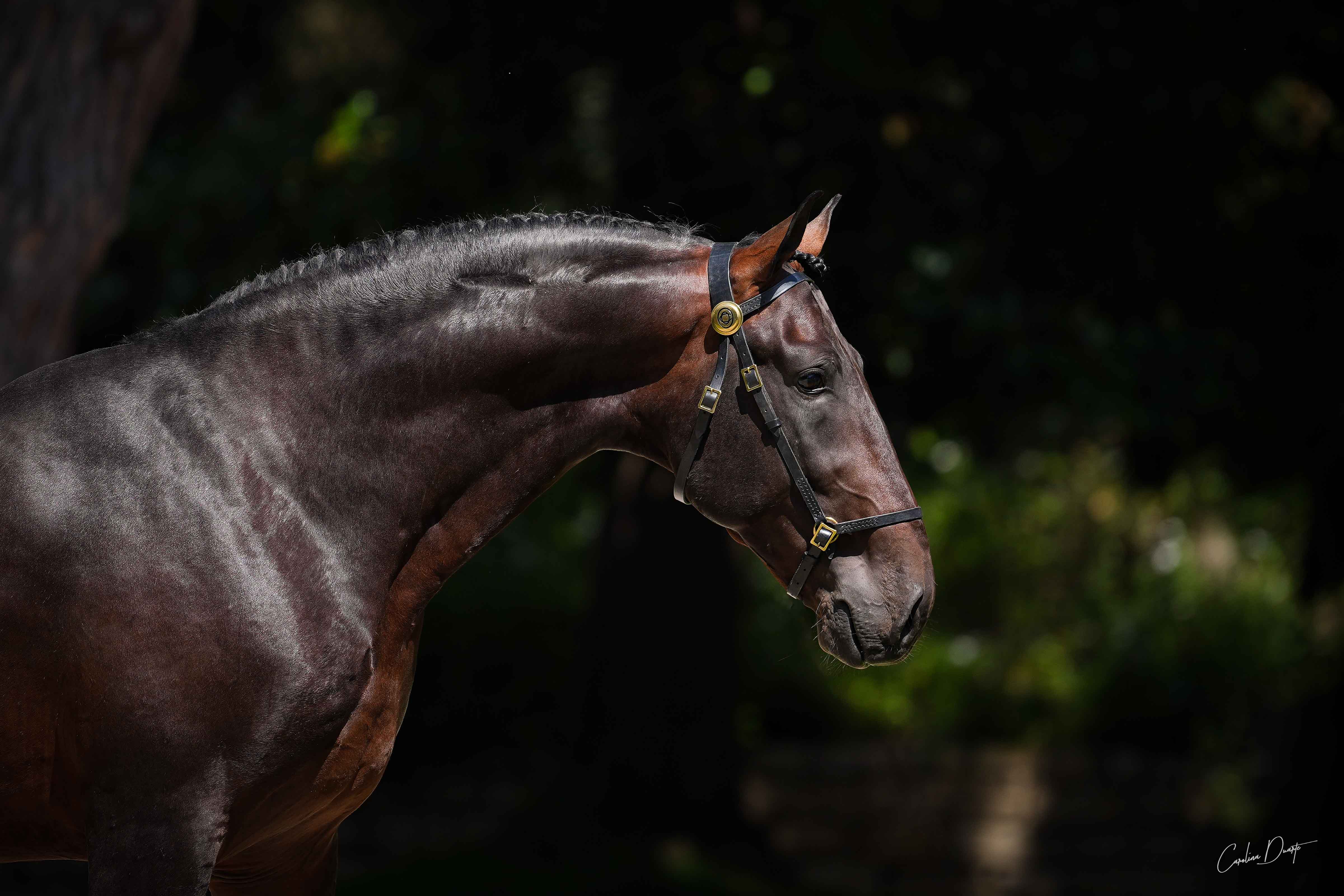 Coudelaria
